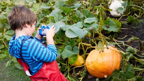 Boy taking a photo of pumpkins on his camera in the kitchen garden at Nostell Priory, West Yorkshire